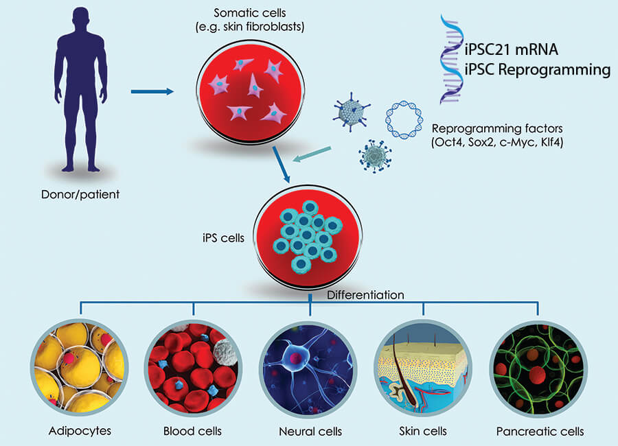 iPSC – IPSC21 – Pluripotent Stem Cells