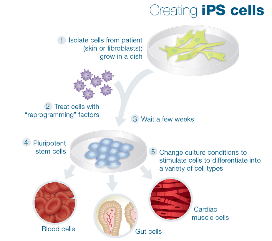 ipsc21, creating ips, ipscs, ipsc reprogramming, induced pluripotent stem cells, yamanaka ipsc, Shinya Yamanaka,