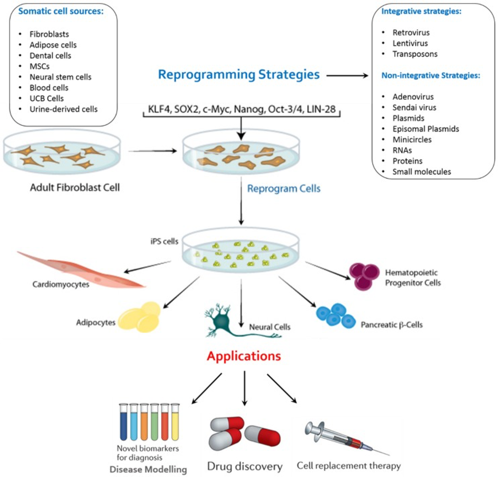 ipsc potential, pluripotent stem cells, ipsc technology, ipsc21, ipsc reprogramming,