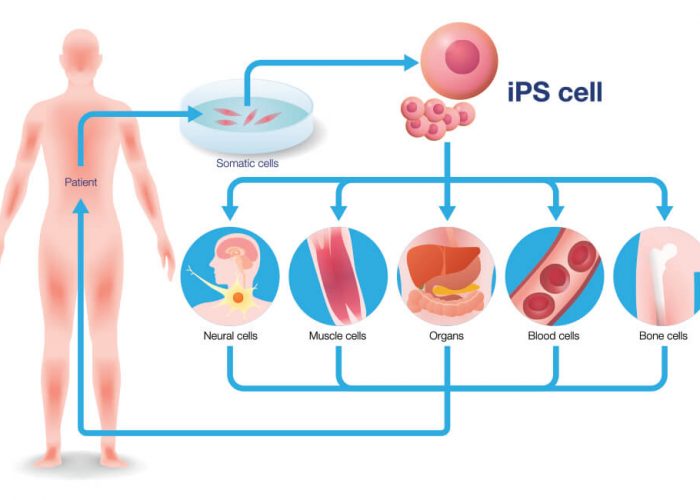 ipsc21-ipsc-inducedpluripiotent-stem-cells-ipsc-differentiation